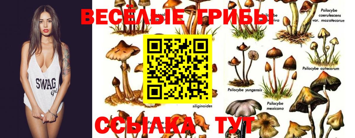 Псилоцибиновые грибы прущие грибы  купить наркотики сайты  Тайшет  Вход с VPN 