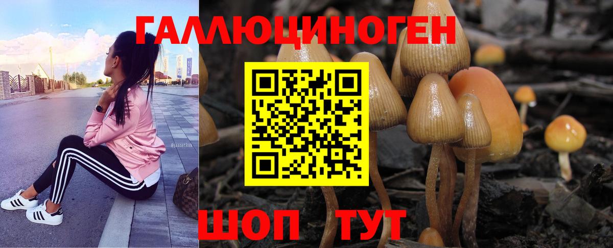 Псилоцибиновые грибы Psilocybine cubensis Тайшет